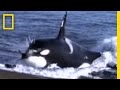 Killer Whale vs. Sea Lions 