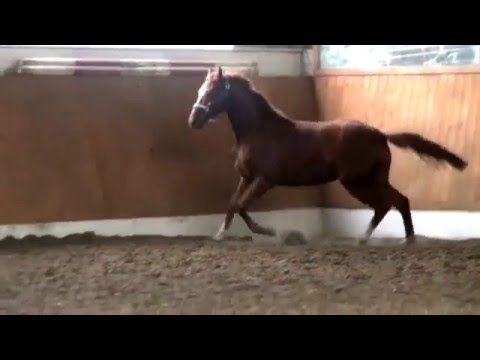 Two year old mare by Londontime x Don Frederico - Donnerhall