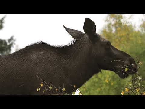 Mera tall - Viltförvaltning för hållbart skogsbruk (5)