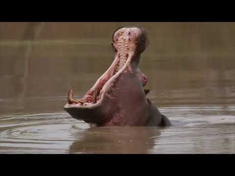 The Forgotten Kingdom-Help Protect Elusive Species