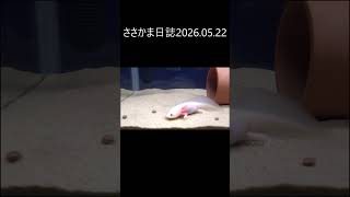 ささかま日誌2026 05 22 #ウーパールーパー