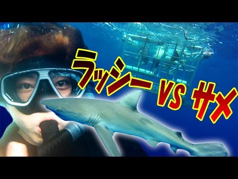 ラッシー vs 巨大サメ!! 本物の人食いサメにガブリと噛まれただと!? ハワイでマジのサメと対決してきた!!