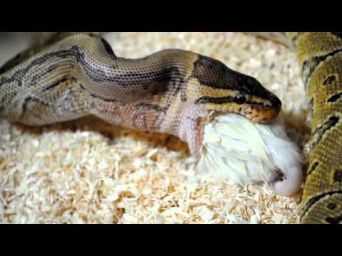 wszendzie wenrze widze