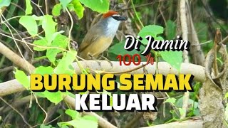 Download lagu Suara Pikat Burung Kaso Kaso Paling Ampuh mp3