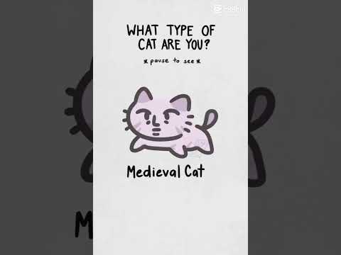 what cat are u!!????#short#aksacat#cats #???