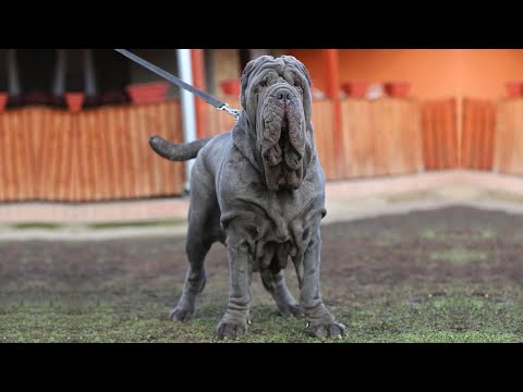 DANGEROUS & PROTECTIVE? THE NEAPOLITAN MASTIFF