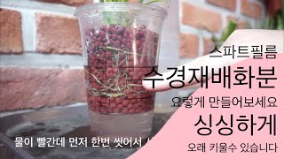 스파트필름 수경재배 키우는법 | 하이드로볼 수경재배 | 고무나무 홍콩야자 테이블야자 해피트리 peace li…