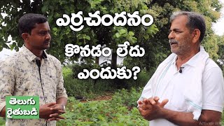 Red Sandalwood Marketing is Not Easy | ఎర్రచందనం కొనడం లేదు | Telugu Rythubadi