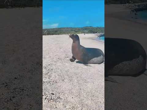 The real stars of Galápagos? 🦭😍📍San Cristóbal Island, Ecuador 🇪🇨 Book your tour with us #galapagos