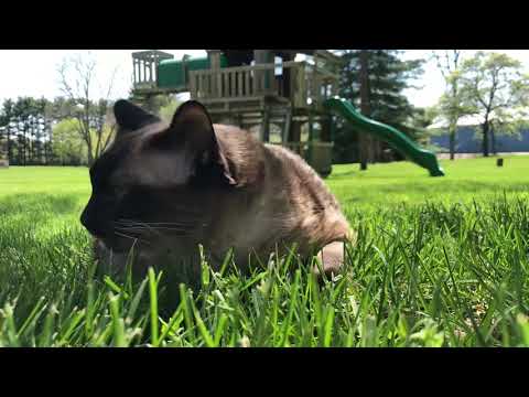 Siamese cat eating grass - ASMR