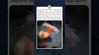 Download lagu A flor que nada para fugir: o incrível reflexo da anêmona-do-mar #curiosidades mp3