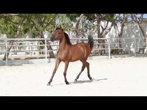 Naseem al Salhia Maha al Salhia × Naseem al rashediah