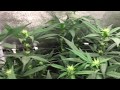 LED Closet Grow Week 2 Flowering LED Closet Grow Week 2 Flowering