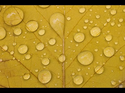 Enhanced Audio Podcast - Episode 23:  How to Photograph in Macro