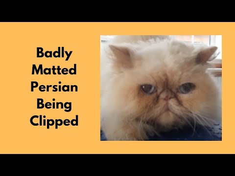 Badly Matted Persian Being Clipped