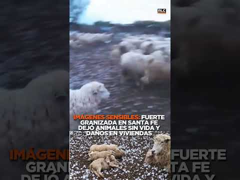 Fuerte granizada en el norte de Santa Fe dejó animales sin vida y daños en viviendas