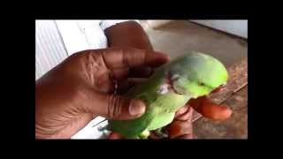 Treatment to a parrot