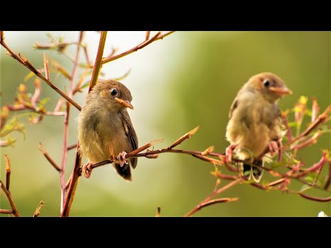 Canto degli Uccellini, Relax in Giardino, Suoni della Natura per Dormire e Rilassarsi