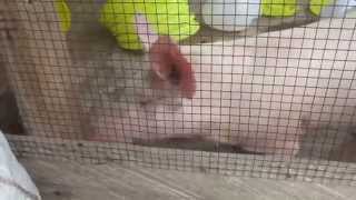 preview picture of video 'Pig in a Pen'