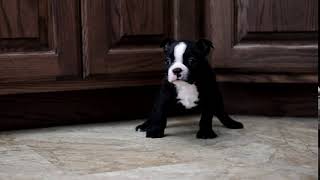 Meet Chandler the Boston Terrier Puppy! Reference Number 204694-04