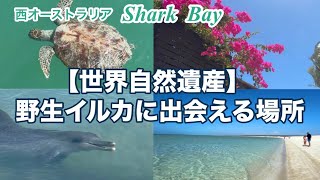 【世界遺産】まだ知られていない・西オーストラリアの秘境！Shark bay| Monkey Mia| Shell Beach 