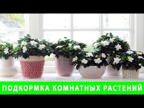 ПОДКОРМКА КОМНАТНЫХ РАСТЕНИЙ ВЕСНОЙ