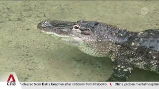 World’s largest tropical greenhouse opens at Belgium’s Pairi Daiza zoo