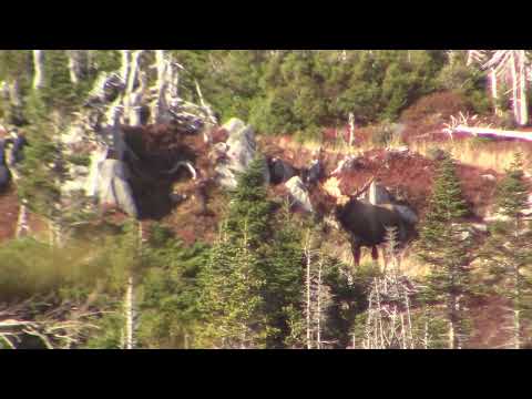 DADG MacDonald Outfitters Moose hunting Newfoundlandideo Merge copy 16