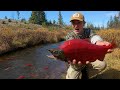 This TINY Stream Is LOADED With Fish Salmon Spawn