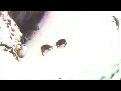 Snowboarding Trailer That's It, That's All