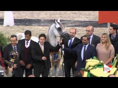 1st place-N.119 HARIRY AL SHAQAB - Paris 2015 - Senior Stallions Championship (Class CM12)