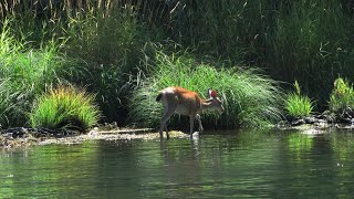 How do you bring wildlife back to the city?