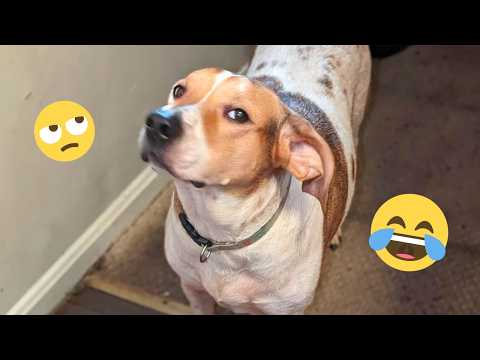 When You Live With a COMEDIAN DOGS 😂 😂 😂 | Funniest Dogs video 2026 #20