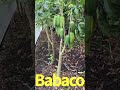 Babaco Fruit trees #shorts #babaco