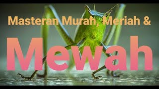 Download lagu Audio Masteran Burung - Walang Kecek Dan Gemercik Air mp3 Download lagu Audio Masteran Burung - Walang Kecek Dan Gemercik Air mp3