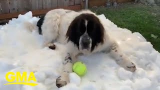 Dog enjoys ‘snow throne’ one last time
