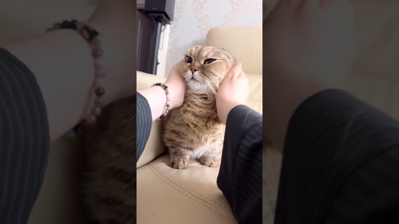 난 니 손이 마음에 안 들어✋😡🦷 #졸귀탱 #고양이쇼츠