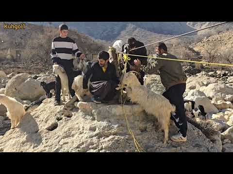 Nomadic life | The difficult and spectacular crossing of animals across a raging river 🐐🌊