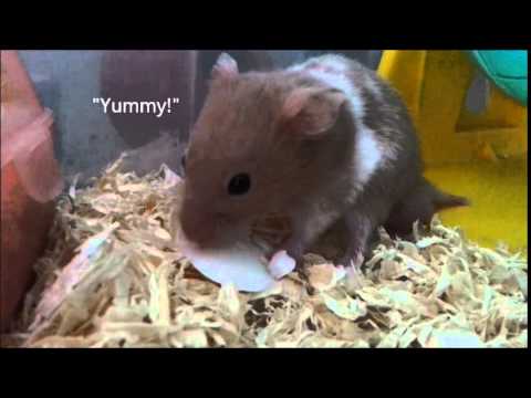 Hamster having hard-boiled egg white