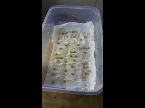 Grow sweet cherry tree from seed