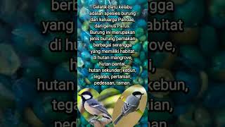 Download lagu Sekilas tentang burung gelatik batu kelabu #kicaumania #masteranburung #suaraburung mp3 Download lagu Sekilas tentang burung gelatik batu kelabu #kicaumania #masteranburung #suaraburung mp3