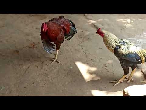 my seval small 🤏fight