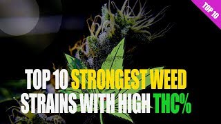 Top 10 Strongest WEED Strains with their THC level!.