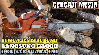 Download lagu SUARA BERISIK GERGAJI MESIN ❗ BIKIN EMOSI BURUNG MACET LANGSUNG GACOR SEKETIKA mp3
