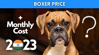 Boxer Dog Price in India 2023 (Monthly Expenses Included)