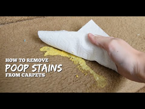 DIY Method for Getting Poop Stains & Smells OFF the Carpet