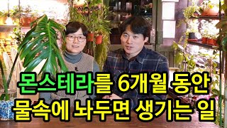 몬스테라 가지를 6개월 동안 물속에 놔두면 생기는 일