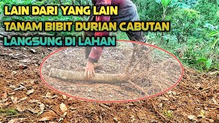 Download lagu HOW TO PLANT DURIAN SEEDLINGS PART 2 mp3 Download lagu HOW TO PLANT DURIAN SEEDLINGS PART 2 mp3