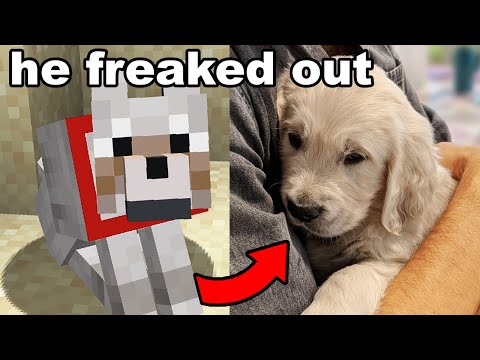 I Gave My Brother His Minecraft Dog In Real Life
