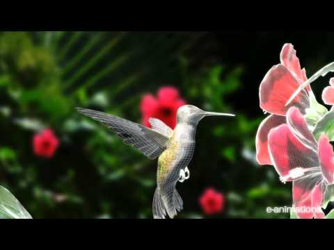 Hummingbird 3D